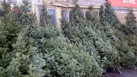 Продам Новогодние Елки Продам Новогодние Елки
